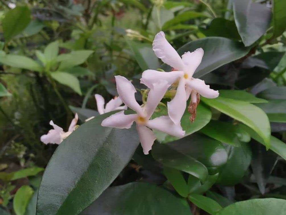 Amazon.com : Rare 5G Scented Jasmine Flower Seed : Patio, Lawn